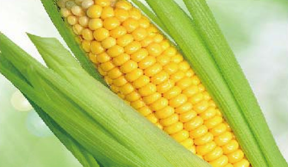 陶瓷膜應(yīng)用：生物、醫(yī)藥行業(yè)